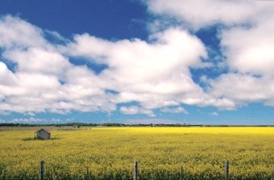 Canadian Canola Field